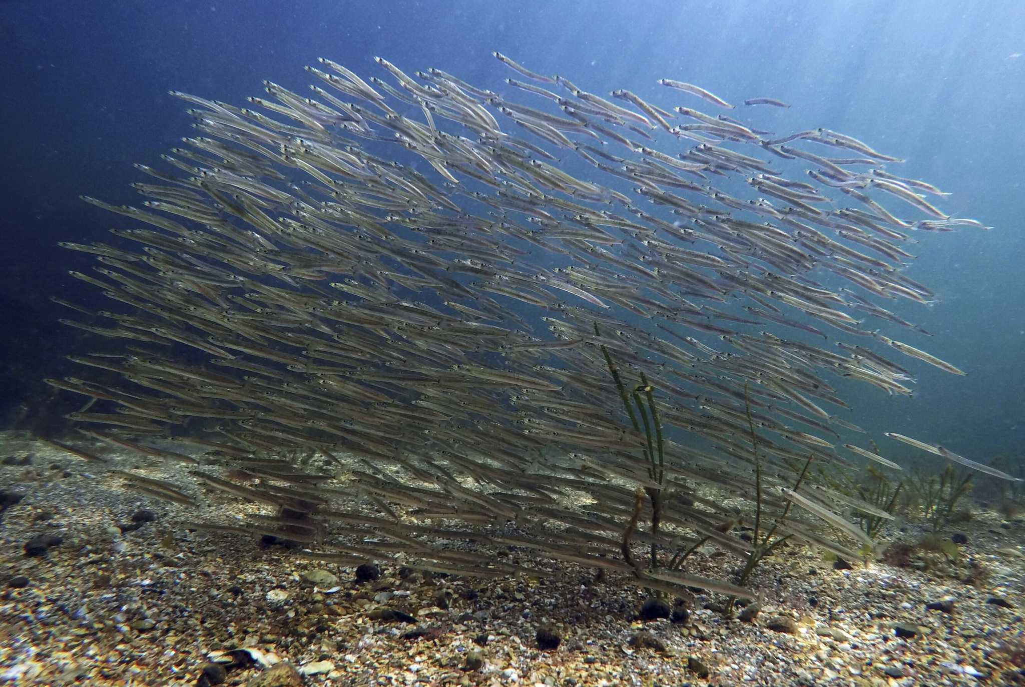 Loss of tiny organisms hurts ocean, fishing, scientists say