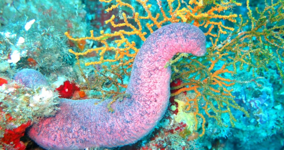 Seychelles: Sea Cucumbers -Exploited Species
