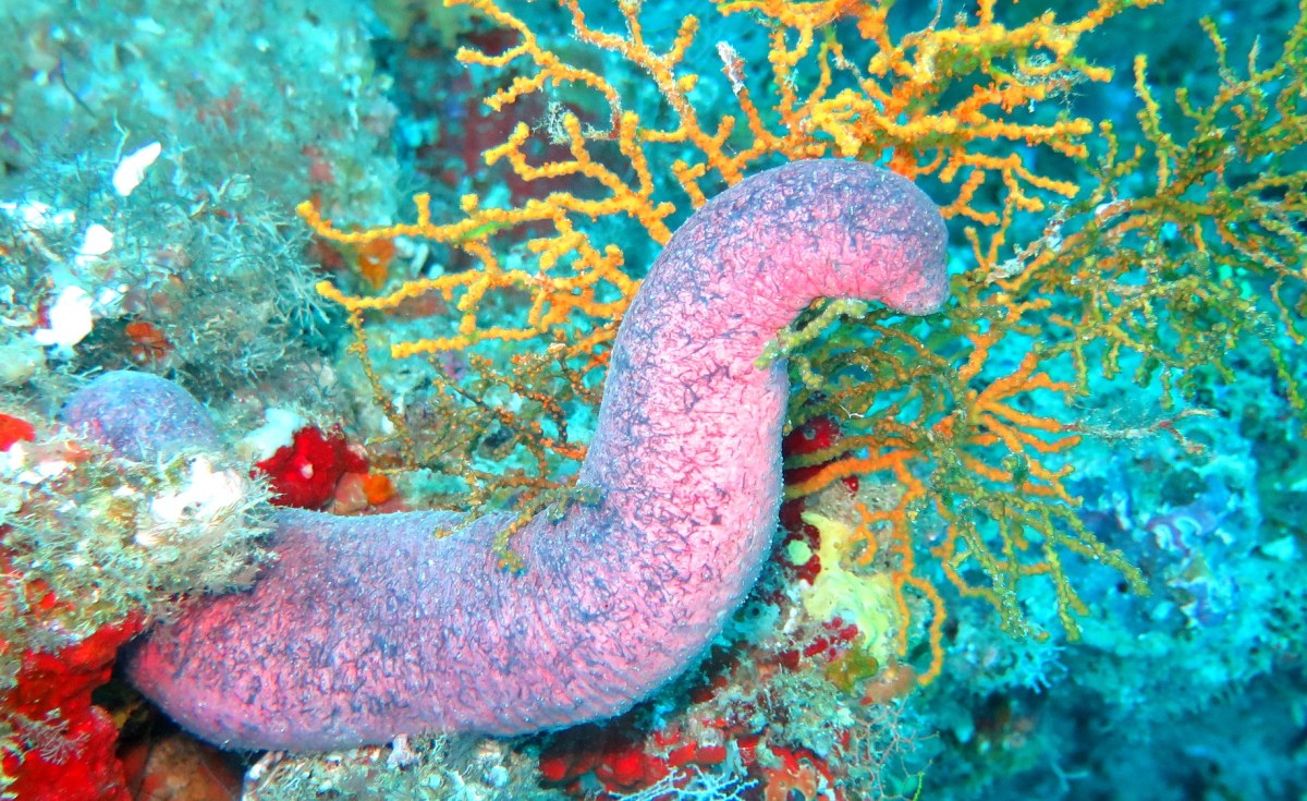 Seychelles: Sea Cucumbers -Exploited Species