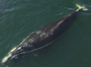 Another Whale Freed From Entanglement In Fishing Gear