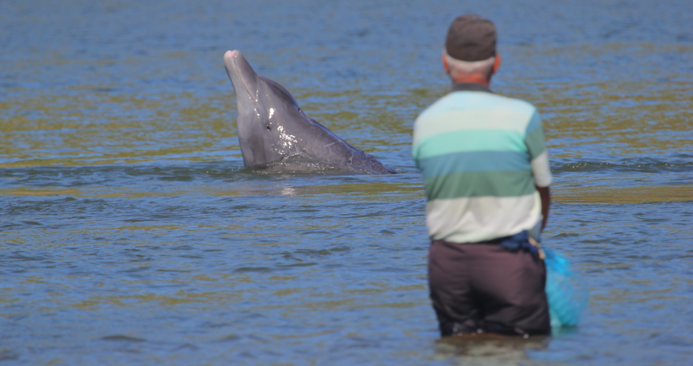 When humans and dolphins fish together, they both win