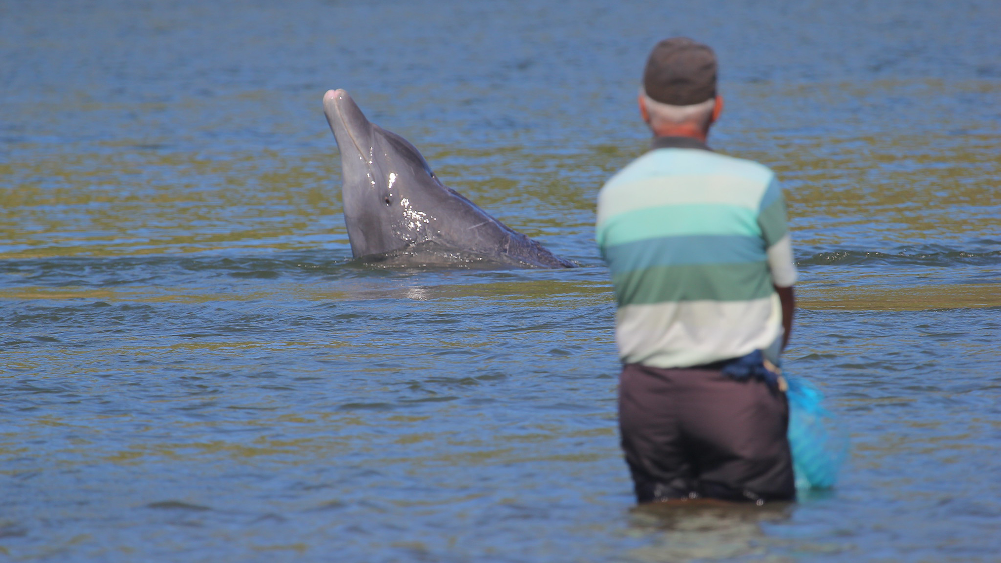 When humans and dolphins fish together, they both win