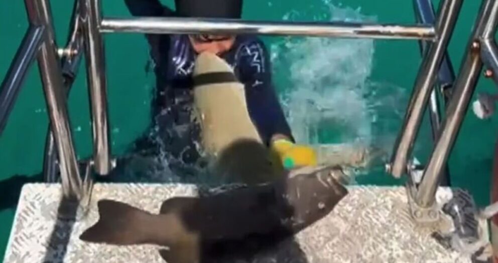 Boy, 8, attacked by shark on fishing trip says encounter won’t stop him returning to water