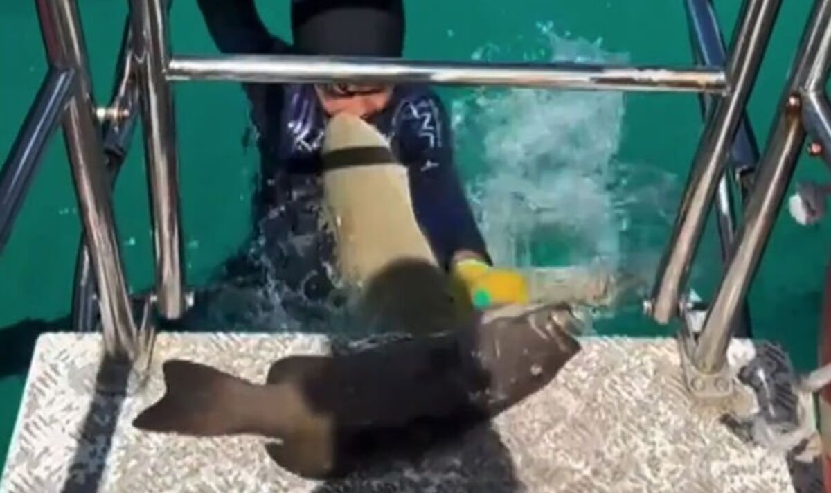 Boy, 8, attacked by shark on fishing trip says encounter won’t stop him returning to water
