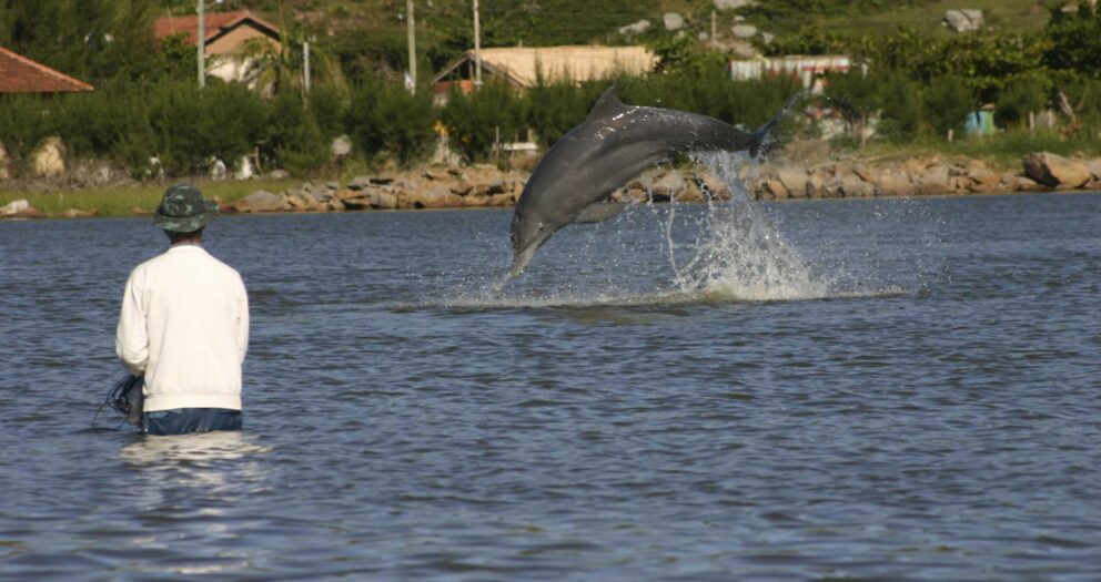 Dolphins, humans both benefit from fishing collaboration