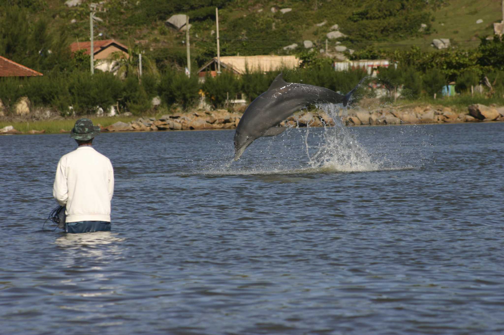 Dolphins, humans both benefit from fishing collaboration