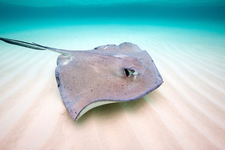 Good fisheries management, if enforced, can help sharks and rays recover