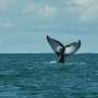 Protecting 30 percent of oceans a huge challenge for the planet
