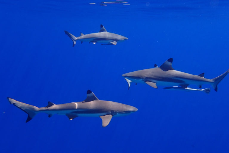 Study: Paying fishers to ease off sharks and rays is cost-effective conservation