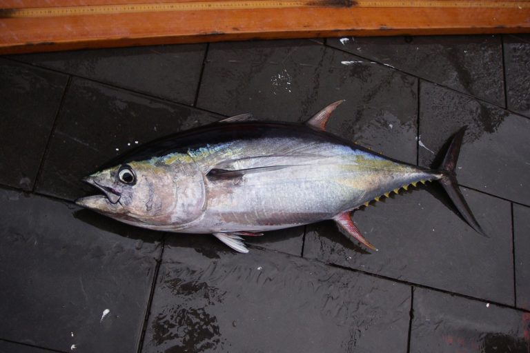 Critics allege EU’s ‘toxic collusion’ with fishing lobbies is damaging Indian Ocean tuna
