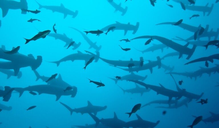 Costa Rica announces ban on fishing of hammerhead sharks