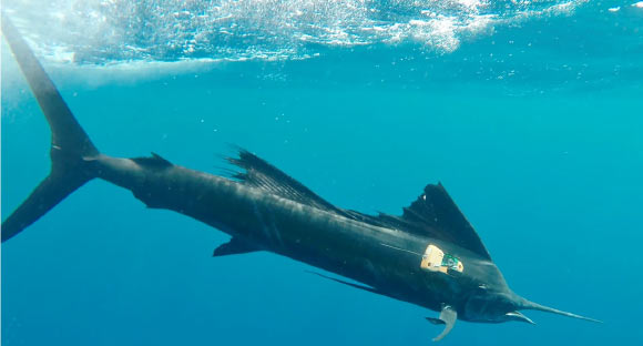 New Video Reveals Hunting Behavior of Solitary Sailfish