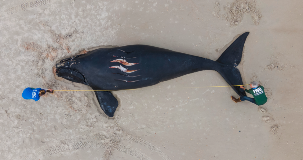 Critically endangered right whales are losing the battle against fishing boats