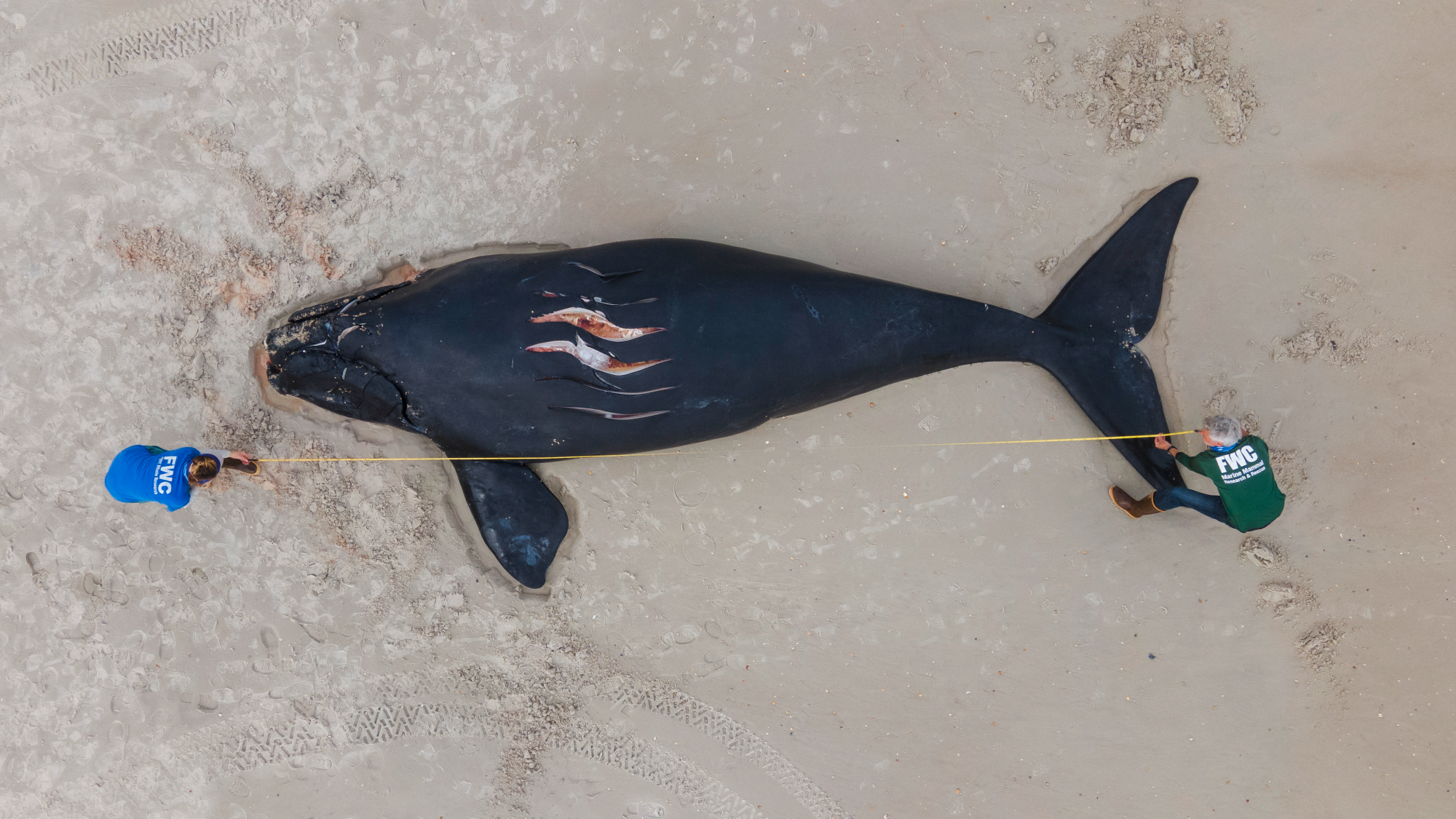Critically endangered right whales are losing the battle against fishing boats