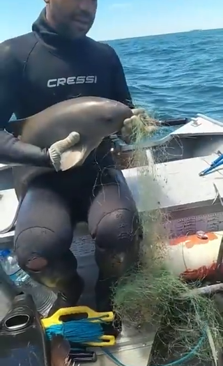 Baby River Dolphin Rescued from Fishing Net.