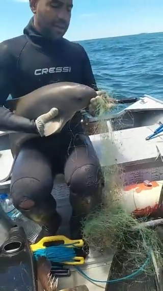 Baby River Dolphin Rescued from Fishing Net.