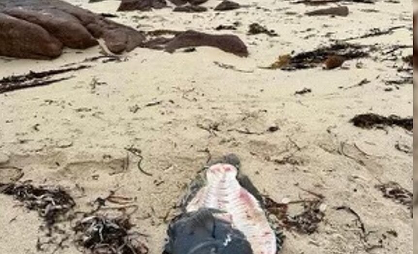 Spearfishing ban ‘not on the table’ for WA tourist town after blue groper death