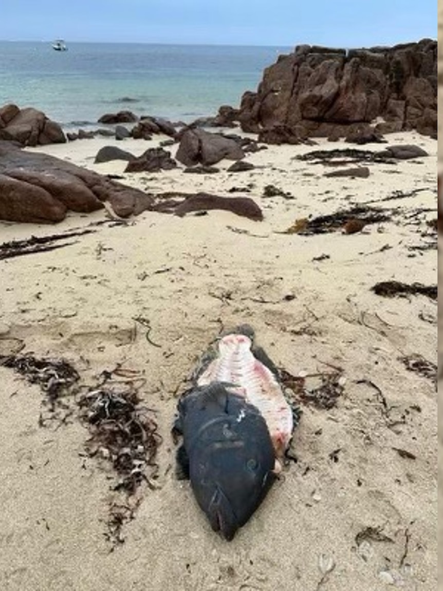 Spearfishing ban ‘not on the table’ for WA tourist town after blue groper death