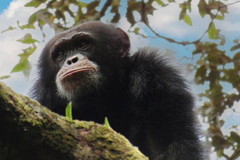 Guinea’s crab-fishing chimps are in good health, study shows, but threats loom