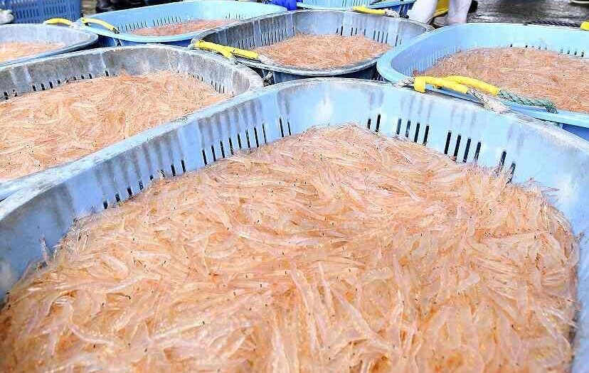 Japanese Glass Shrimp Fishing Season Begins in Toyama Pref.
