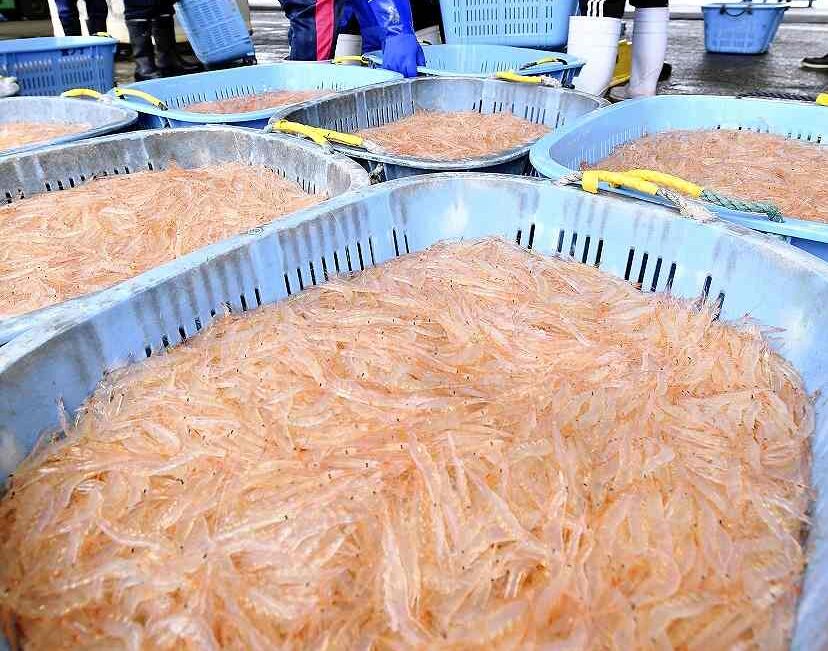 Japanese Glass Shrimp Fishing Season Begins in Toyama Pref.