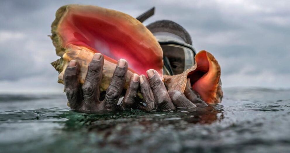 Takeaways from AP report on overfishing’s threat to conch