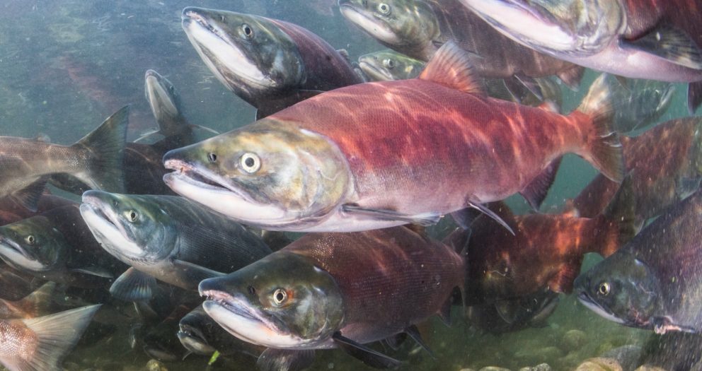 The UN’s first high seas treaty could help dwindling Pacific salmon