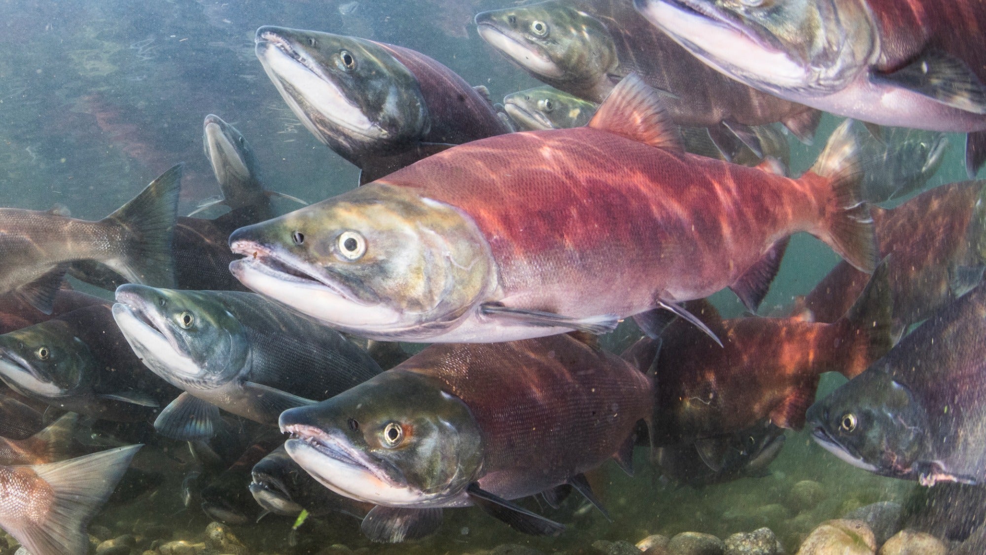 The UN’s first high seas treaty could help dwindling Pacific salmon