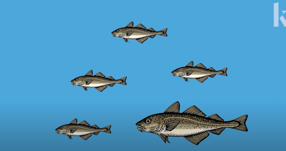 Watch Video: How the Fishing Industry Affects Fish Evolution