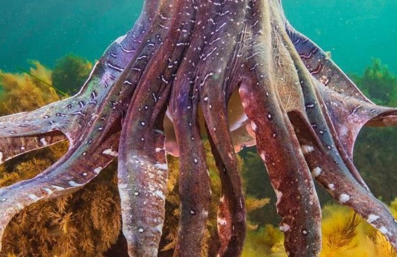 SA government to protect ‘amazing natural phenomenon’ by permanently banning cuttlefish fishing near Whyalla