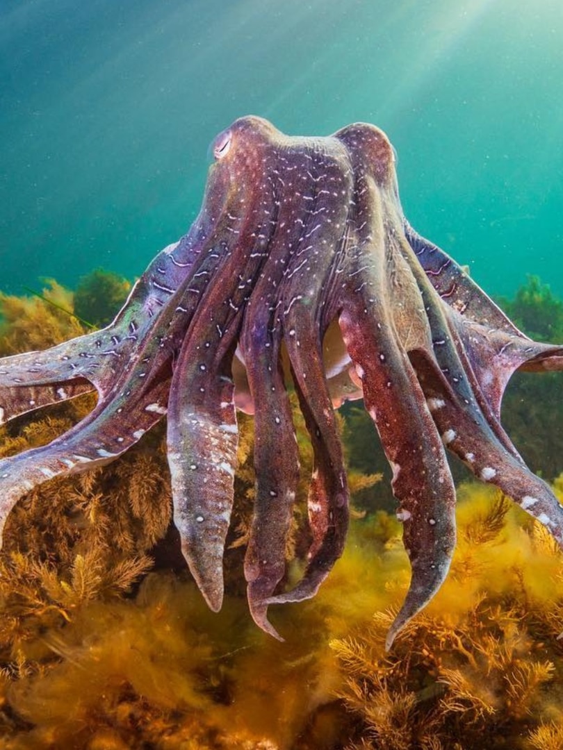 SA government to protect ‘amazing natural phenomenon’ by permanently banning cuttlefish fishing near Whyalla