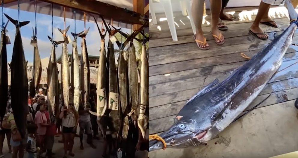 Giant marlin and oil fish are stars at 13th Siargao International Game Fishing Tournament