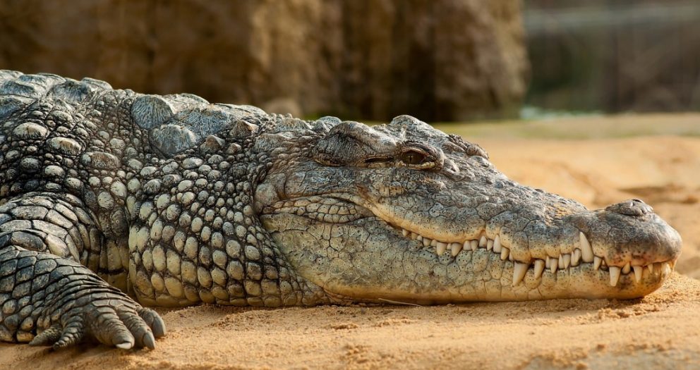 Fatal Encounter: Body of Missing Fisherman Found inside Crocodile