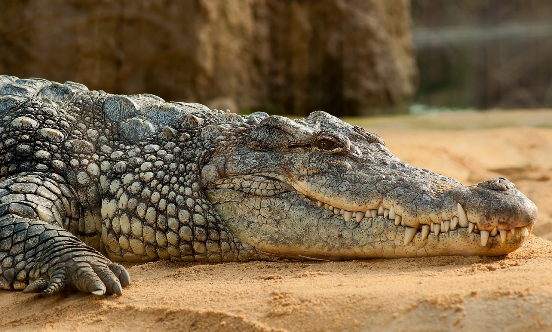 Fatal Encounter: Body of Missing Fisherman Found inside Crocodile