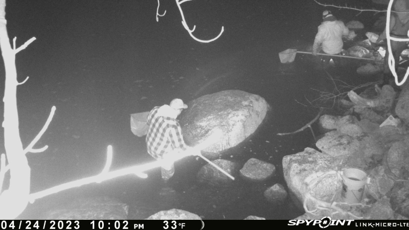 Nova Scotia Power says elver poaching forced shutdown of hydro dam for three weeks