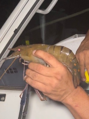 Monster prawns, big barra impress Gulf fishers as rivers teem with ‘record catches’