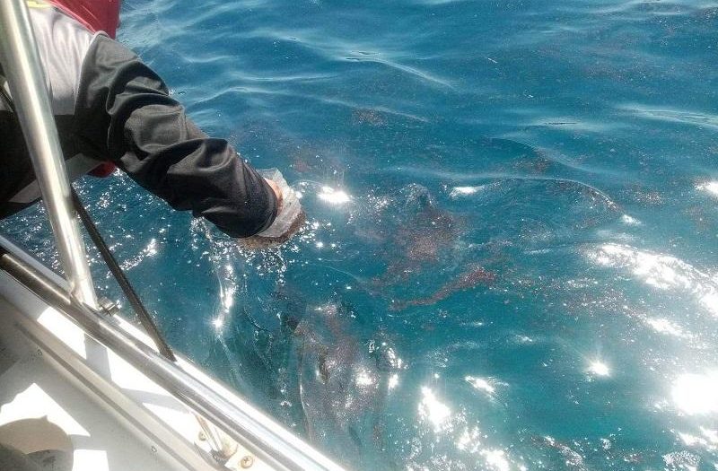 BFAR: 7 Oriental Mindoro municipalities may resume fishing activities