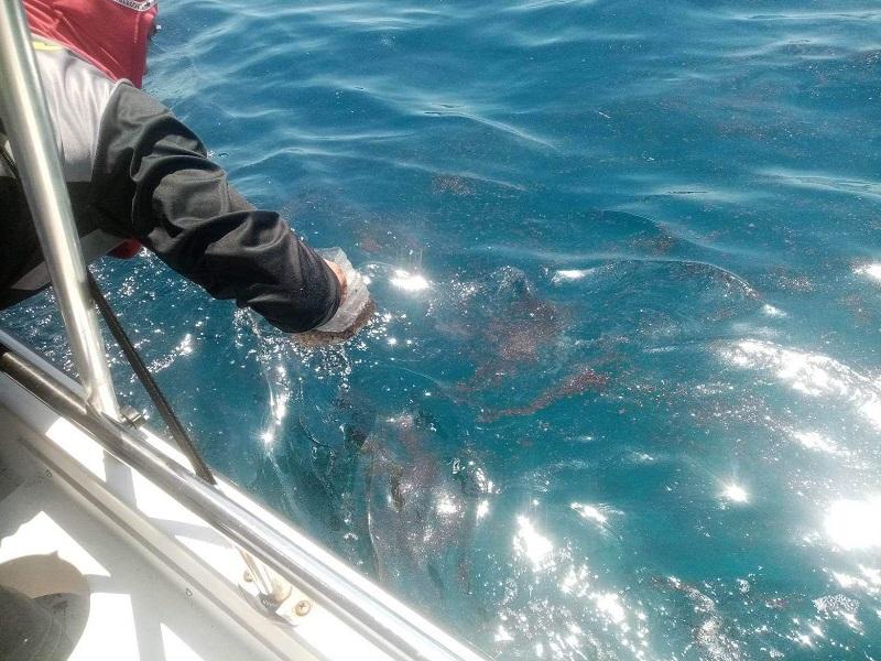 BFAR: 7 Oriental Mindoro municipalities may resume fishing activities