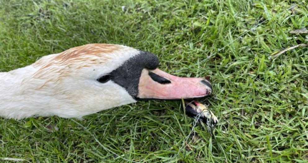 Swan Found With Hook Attaching Beak to a Tree