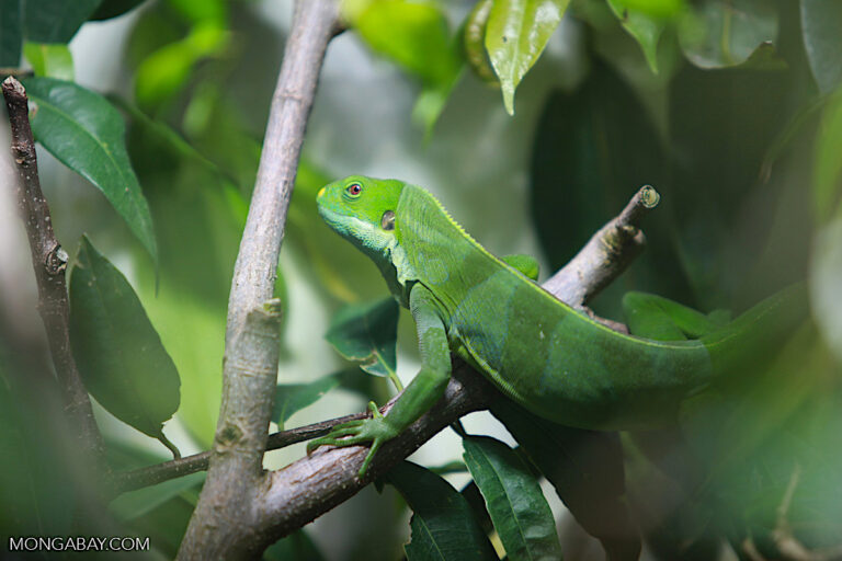 It’s time to embrace community-led conservation vs. the colonial kind (commentary)