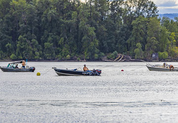 Columbia River spring Chinook season reopens