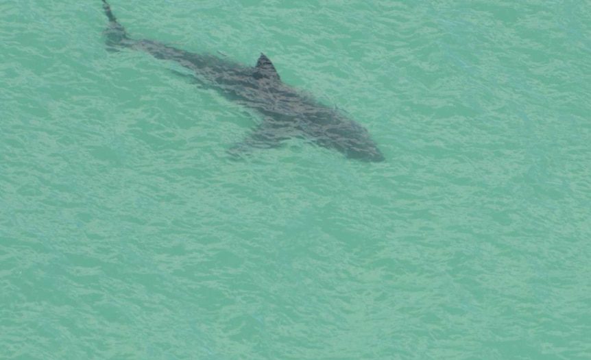 Shark fishing ban at Perth and regional swimming beaches imminent, says minister