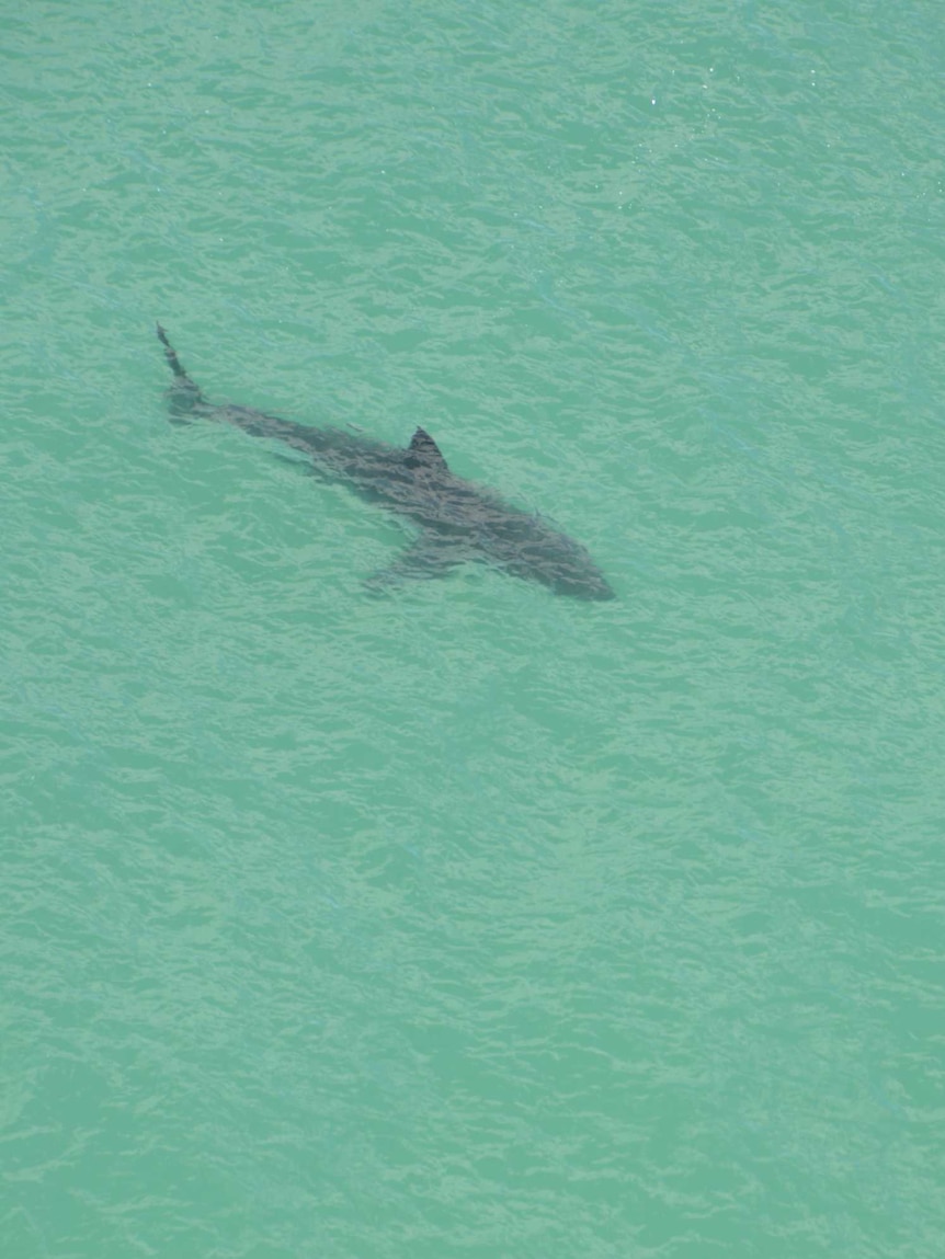 Shark fishing ban at Perth and regional swimming beaches imminent, says minister