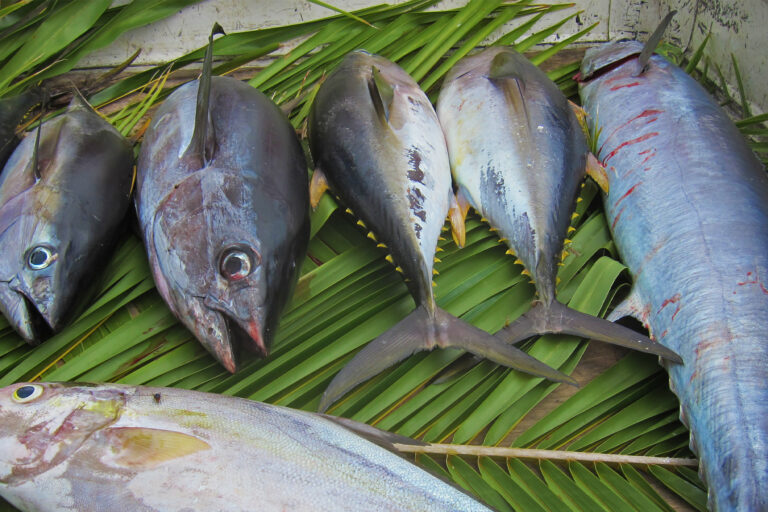 As one Indian Ocean tuna stock faces collapse, nations scramble to save others