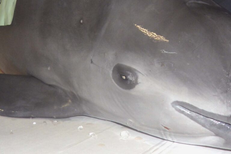U.S. says Mexico failed to uphold international treaty protecting vaquita porpoise