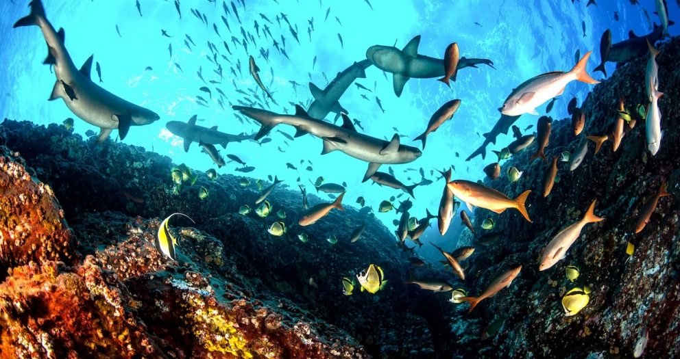 Is banning fishing bad for fishermen? Not in this marine reserve