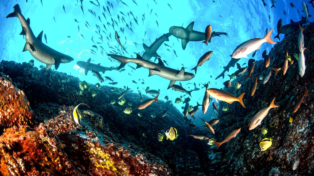 Is banning fishing bad for fishermen? Not in this marine reserve