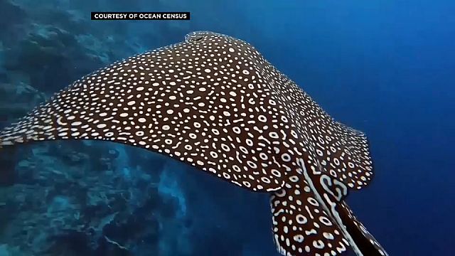 Rising temperatures, plastics, overfishing threaten the oceans