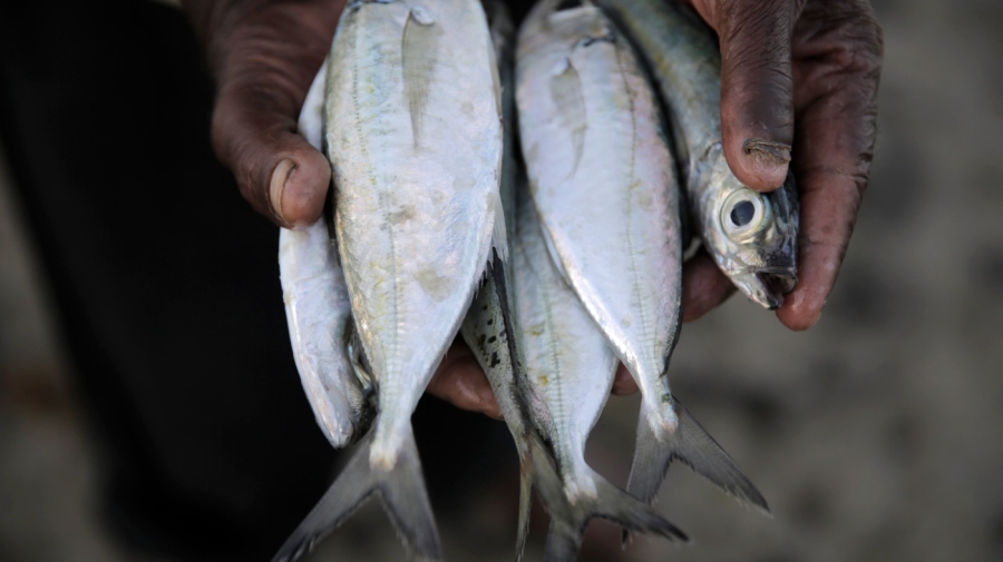 Is an answer to global overfishing and its subsidies on the horizon?