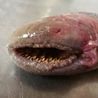 Blood-sucking ‘vampire fish’ with swirling teeth caught by shocked angler ‘belongs in Star Wars’